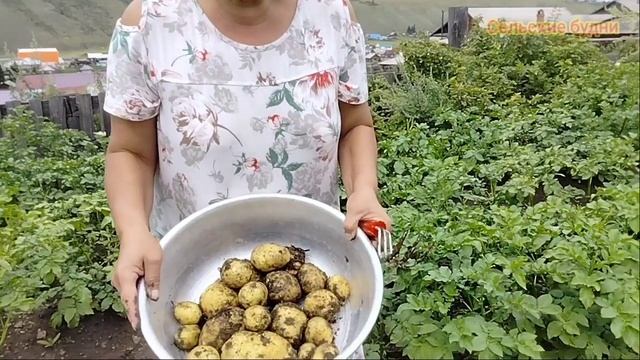 Лето заканчивается, урожай хороший, успевай собирать!