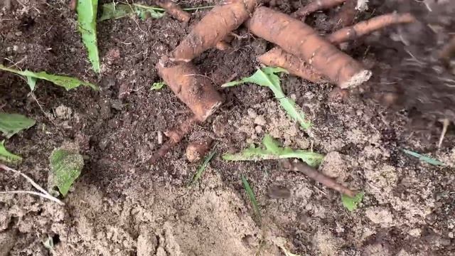 ПЕРЕСАДКА И ДЕЛЕНИЕ ПИОНОВ. МУЖ В ШОКЕ ОТ ВСТРЕЧИ В ЛЕСУ! ВЫПРОСИЛА ЕЩЁ ОДНУ.