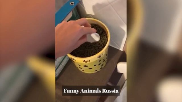 Смешные животные, часть 20