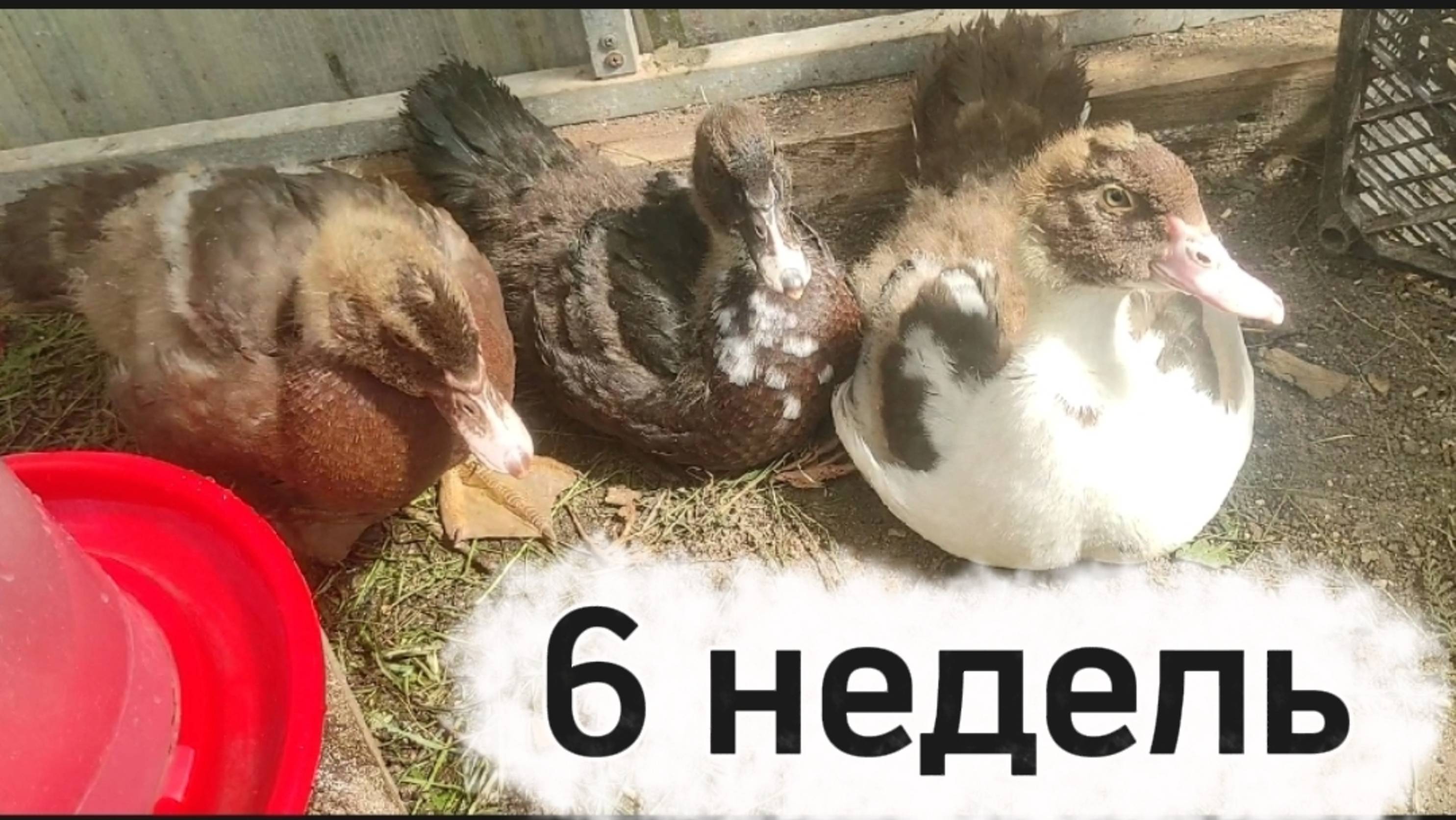Вес индоутят в 6 недель. Сколько съели корма.