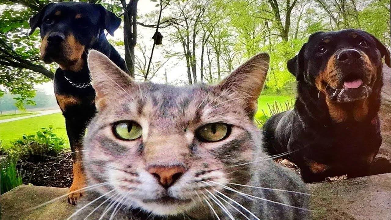 ПРИКОЛЫ С ЖИВОТНЫМИ ДО СЛЕЗ #167 Смешные КОТЫ И СОБАКИ Приколы