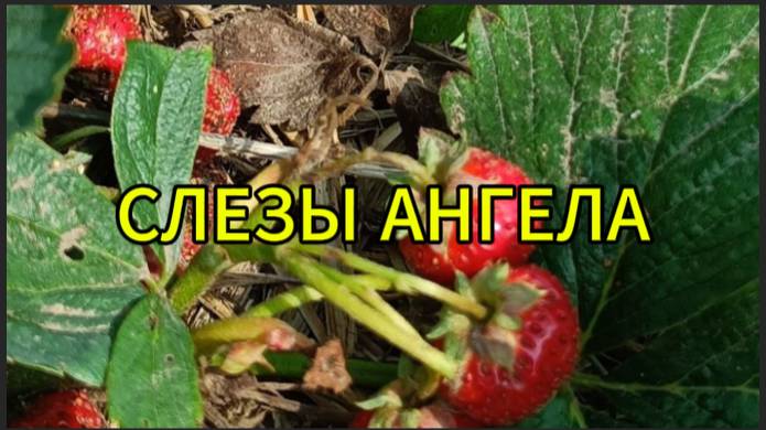 Слезы ангела