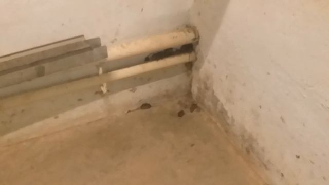 Мыши атаковали. Тысячи мышей поселились в моем маленьком здании, что делать?