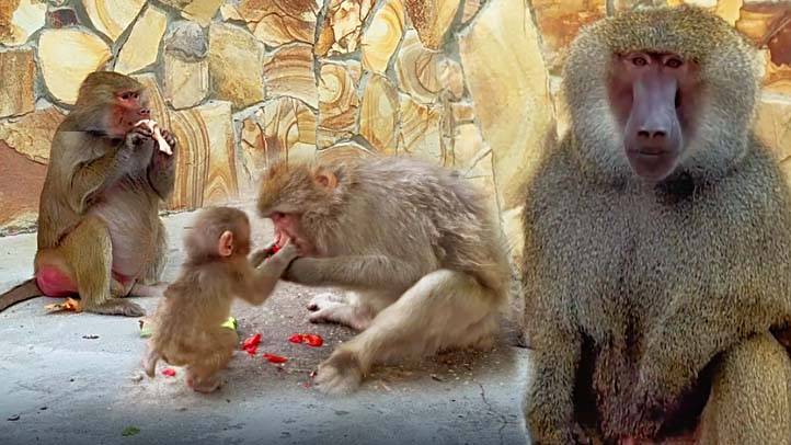Анубис Веня сегодня любезен, беременная Феня не знает чего хочет. Макака-малышка забирает еду у мамы