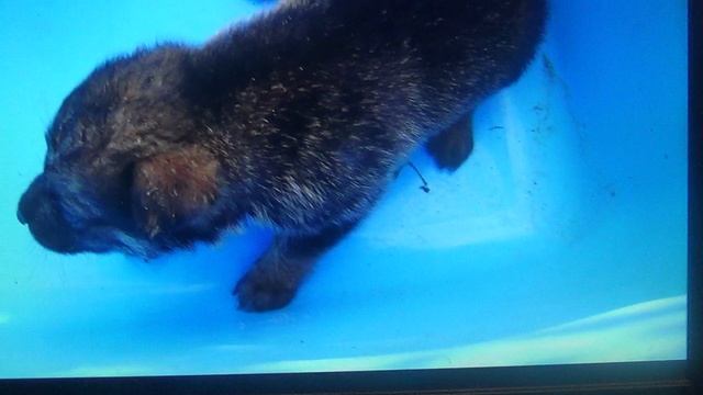 ПАМЯТЬ о животных, которые жили возле меня Их век короткий. ПОДПИШИСЬ