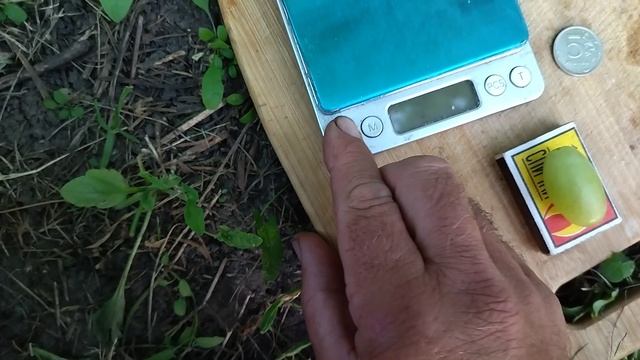 Гф Загадка Калугина селекции Калугина В. Н.с очень хрустящей ягодой.