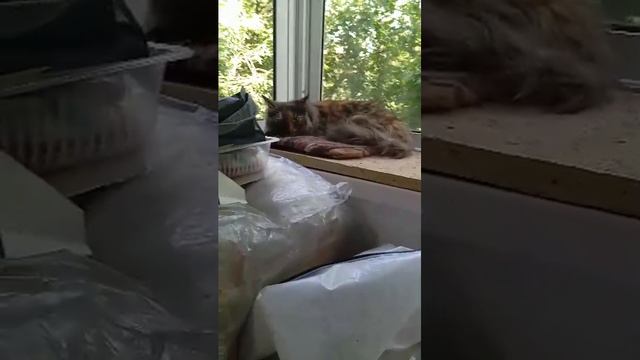 Мася