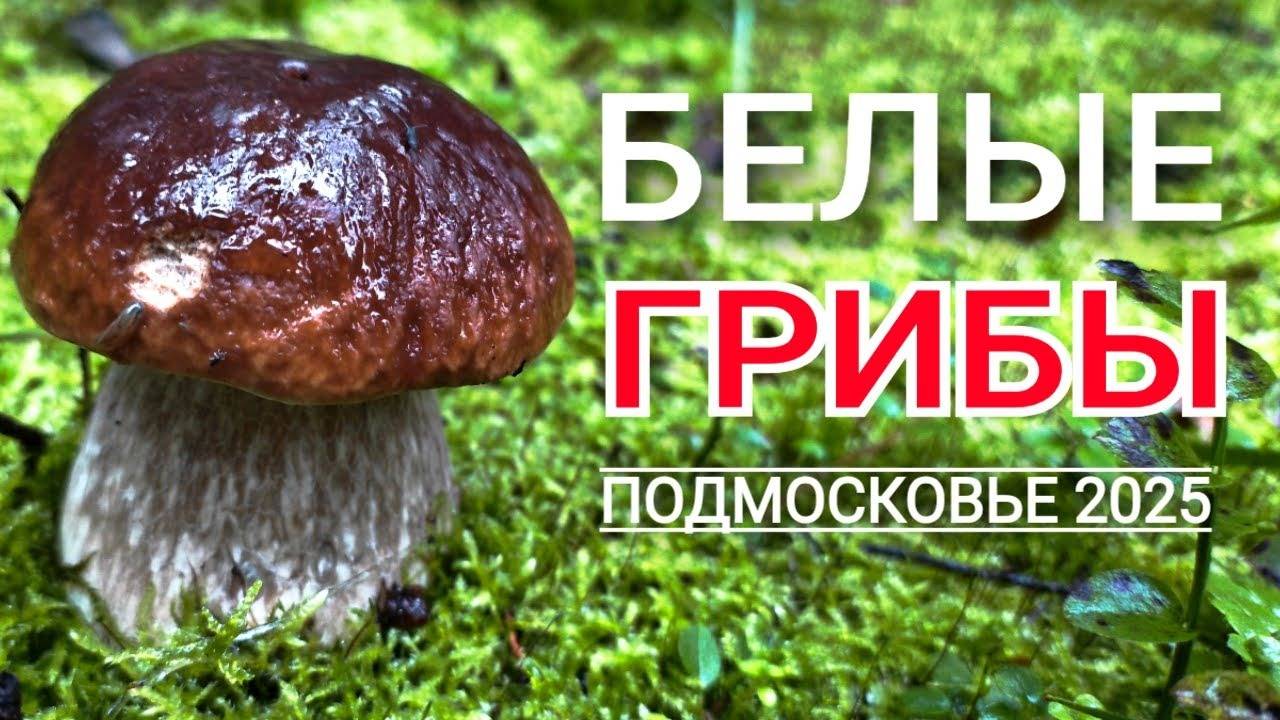 БЕЛЫЕ ГРИБЫ растут на каждом шагу. Нашел грибное место в Подмосковье.