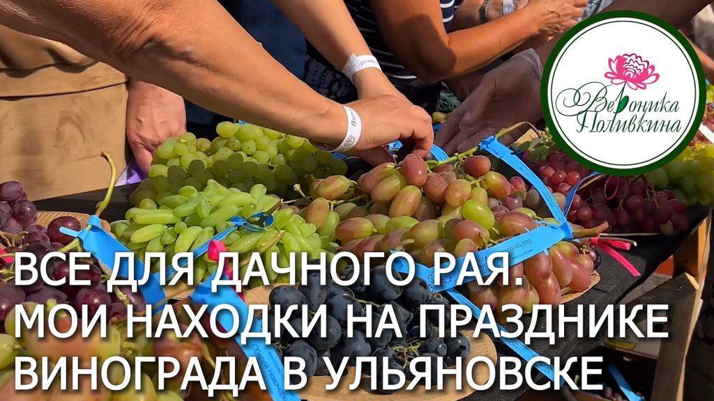 Здесь всё для дачного рая! Итоги праздника День винограда в Ульяновске