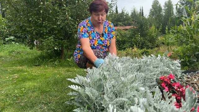 ЧТО ЦВЕТЕТ В НАШЕМ САДУ В КОНЦЕ АВГУСТА