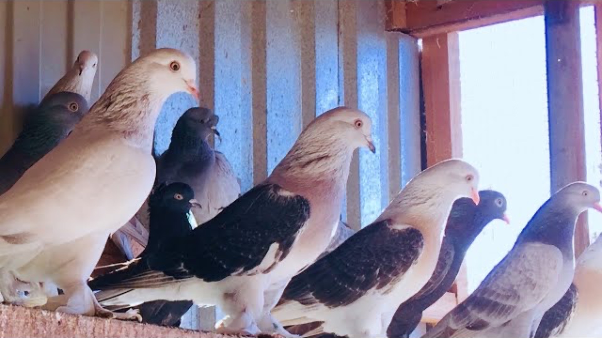 Супер голуби Турецкая Такла! Super pigeons Turkish takla. Голуби Санжаха!