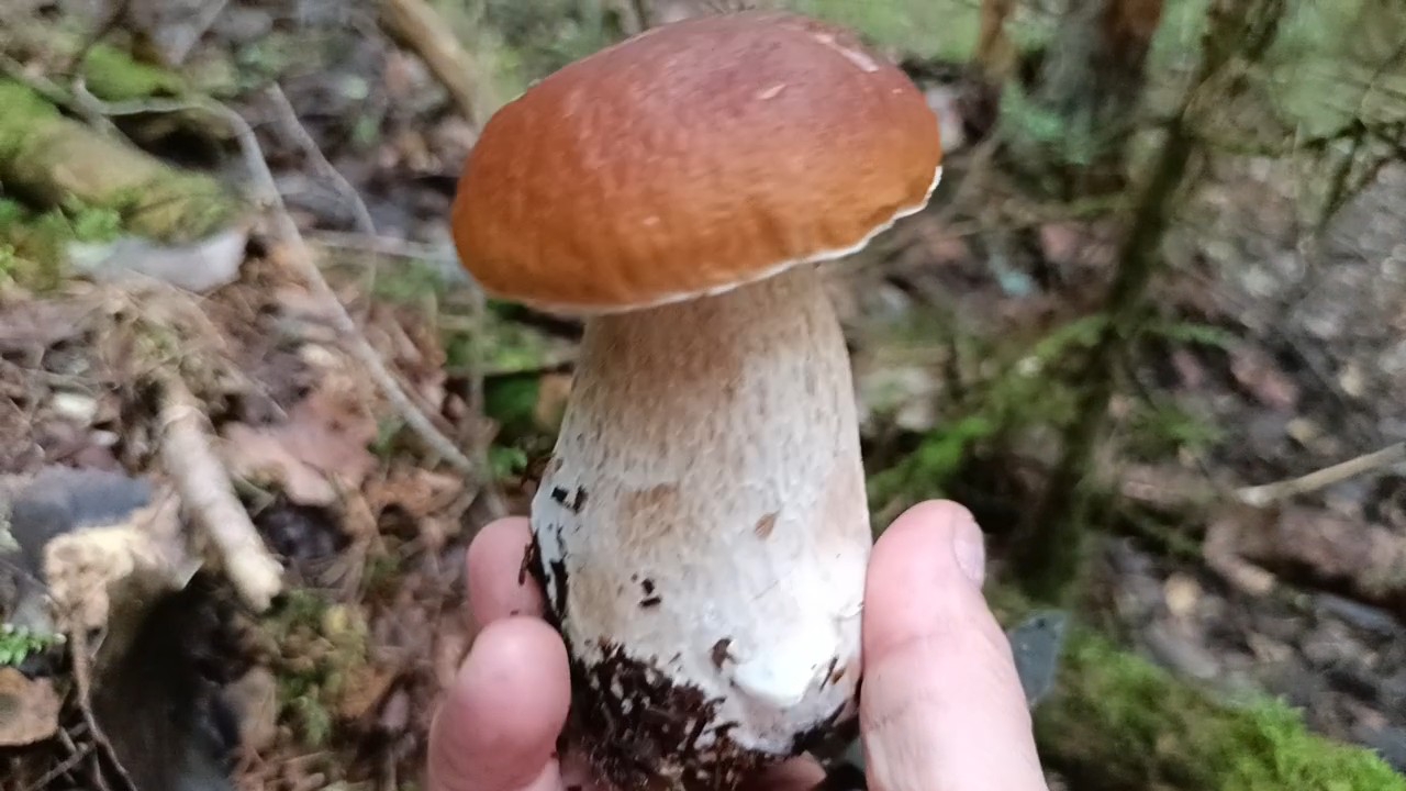 "Жизнь на пенсии".. В нашем лесу грибов мало, но все равно тянет в 🌲🌳🍄!!!