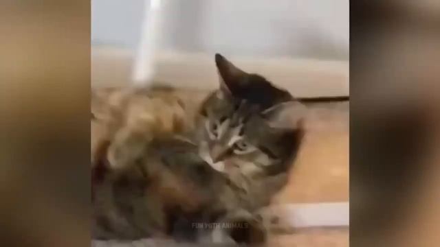 Смешные животные, часть 21