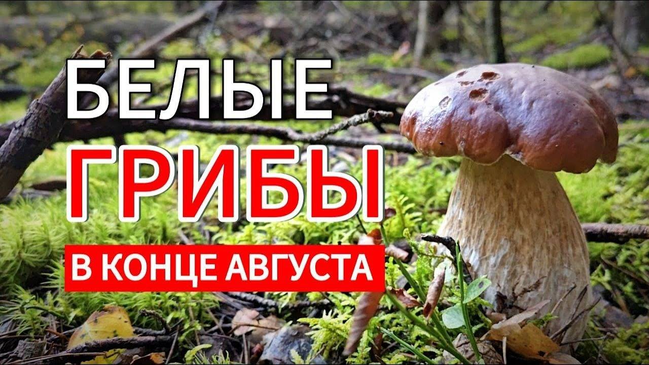 Грибник в ШОКЕ от количества БЕЛЫХ ГРИБОВ в Подмосковном лесу в конце августа! Ногинск 2025