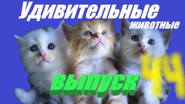 Удивительные животные выпуск 44