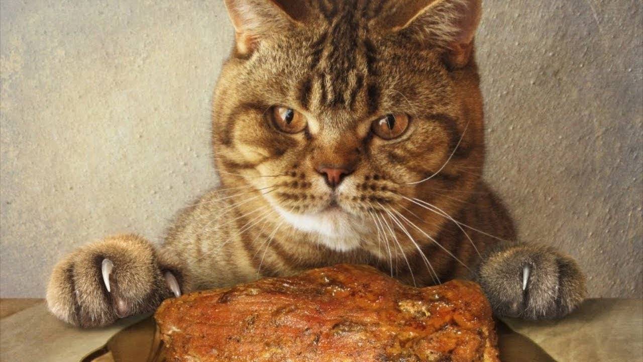ПРИКОЛЫ С ЖИВОТНЫМИ ДО СЛЕЗ #171 Смешные КОТЫ И СОБАКИ Приколы