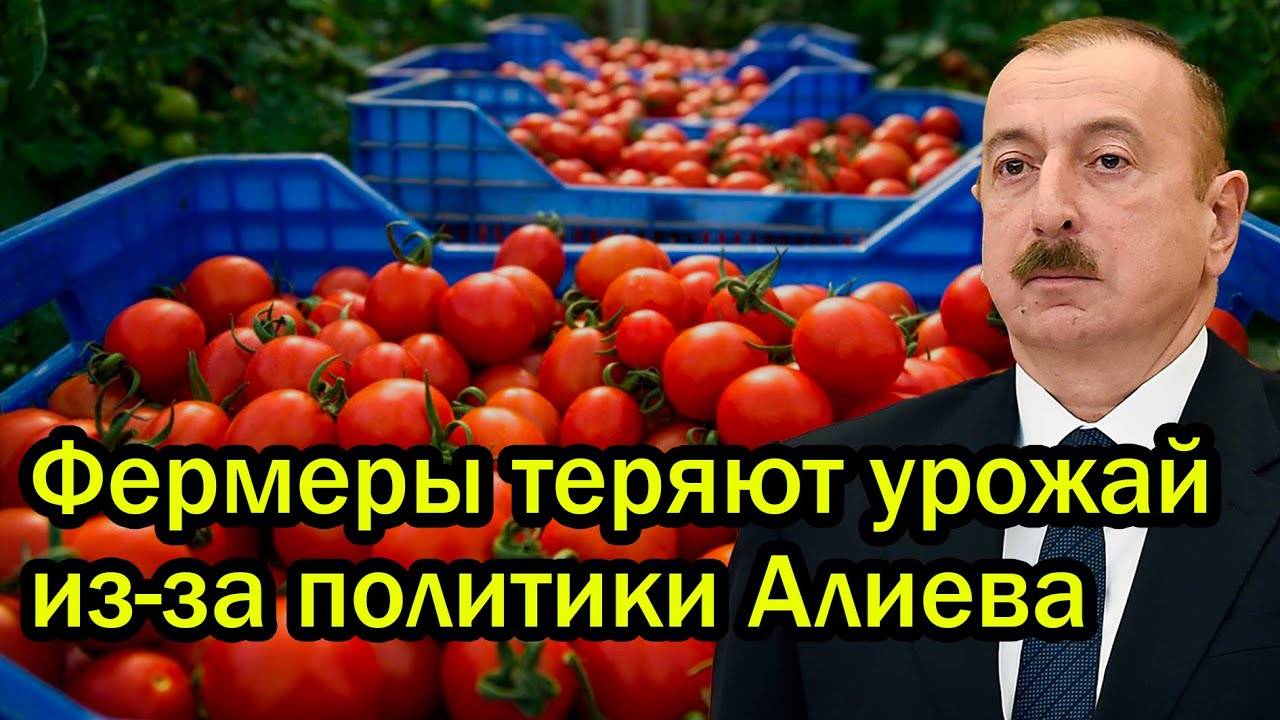 Москва ударила по Алиеву! Азербайджанские томаты остались без покупателей