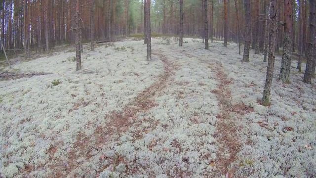 Бешеный рост белых грибов!!!