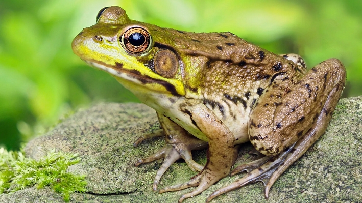 Мамаша лягушка 🐸 ищет своего лягушонка Маркуса с комментариями