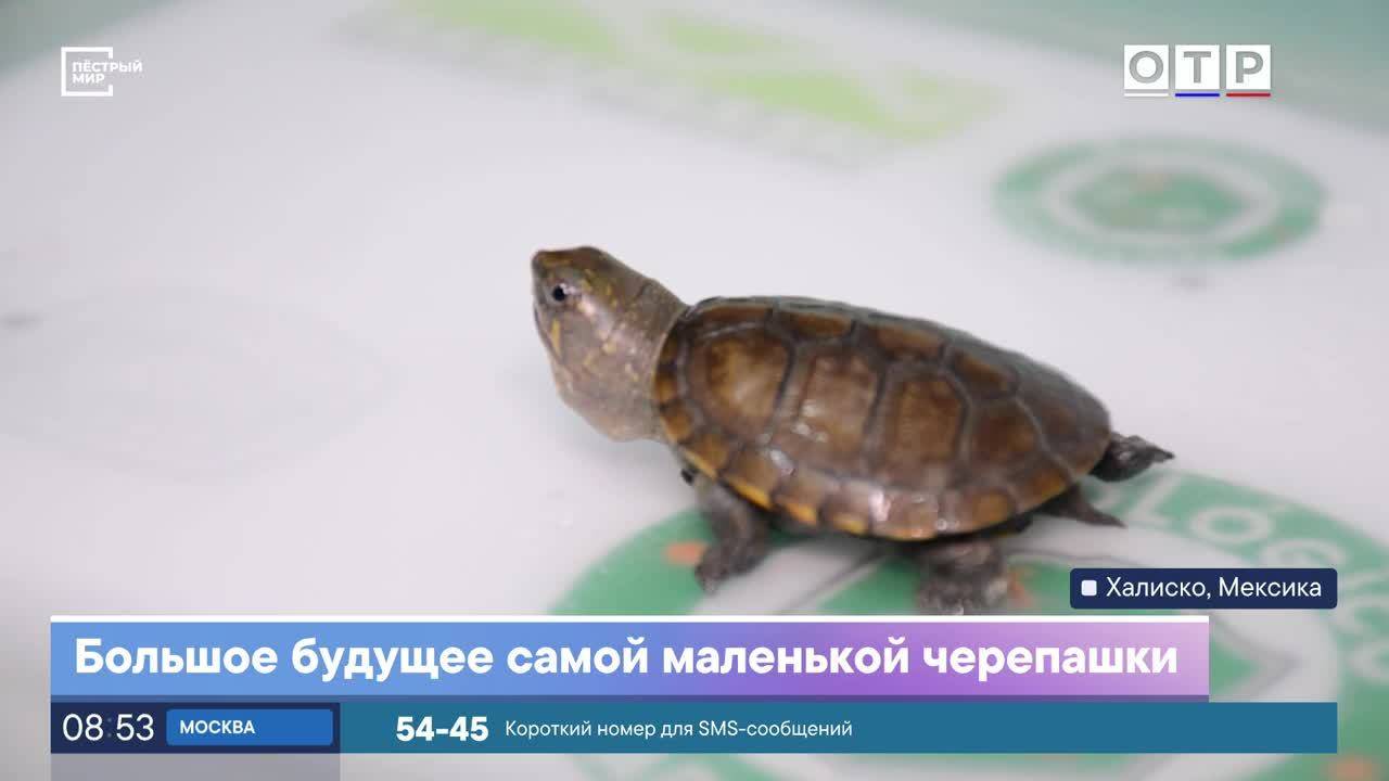 Большое будущее самой маленькой черепашки