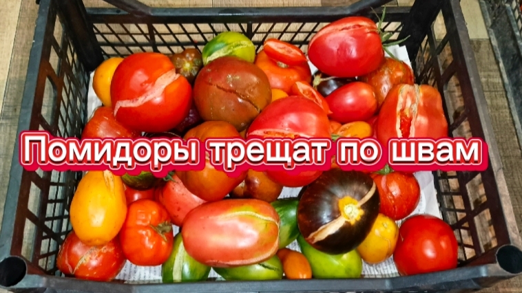 Помидоры треснули!😱Не пропадут!Значит в собственном соку.