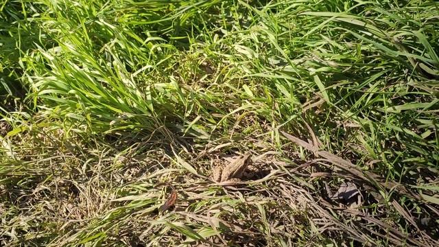 Последний день лета / Выбрались с семьей на природу / Лягушки