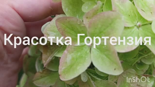 Метельчатые гортензии в конце лета 🌿🌺😍