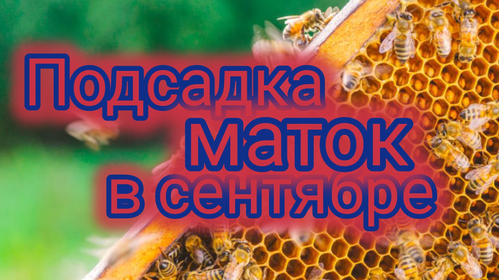Подсадка маток в сентябре