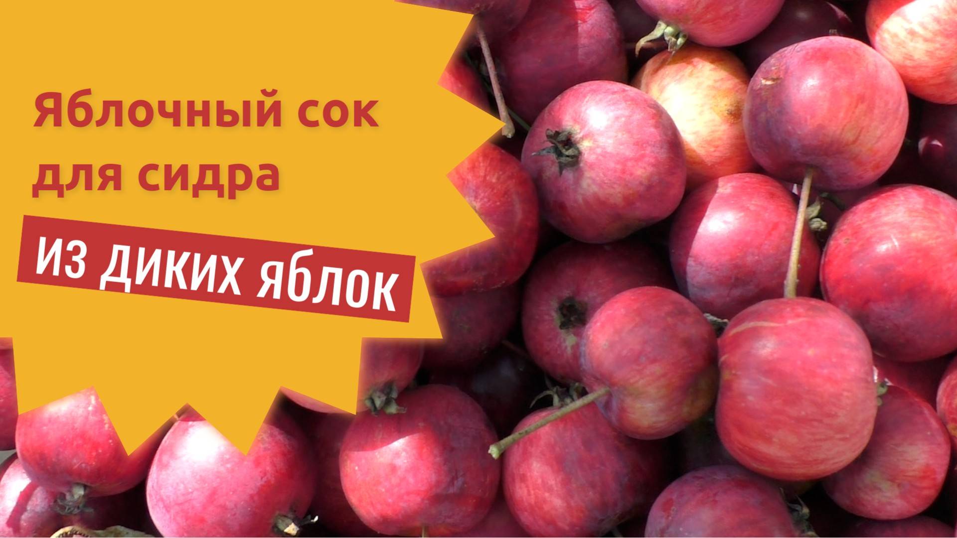 Яблочный сок для сидра из диких яблок
