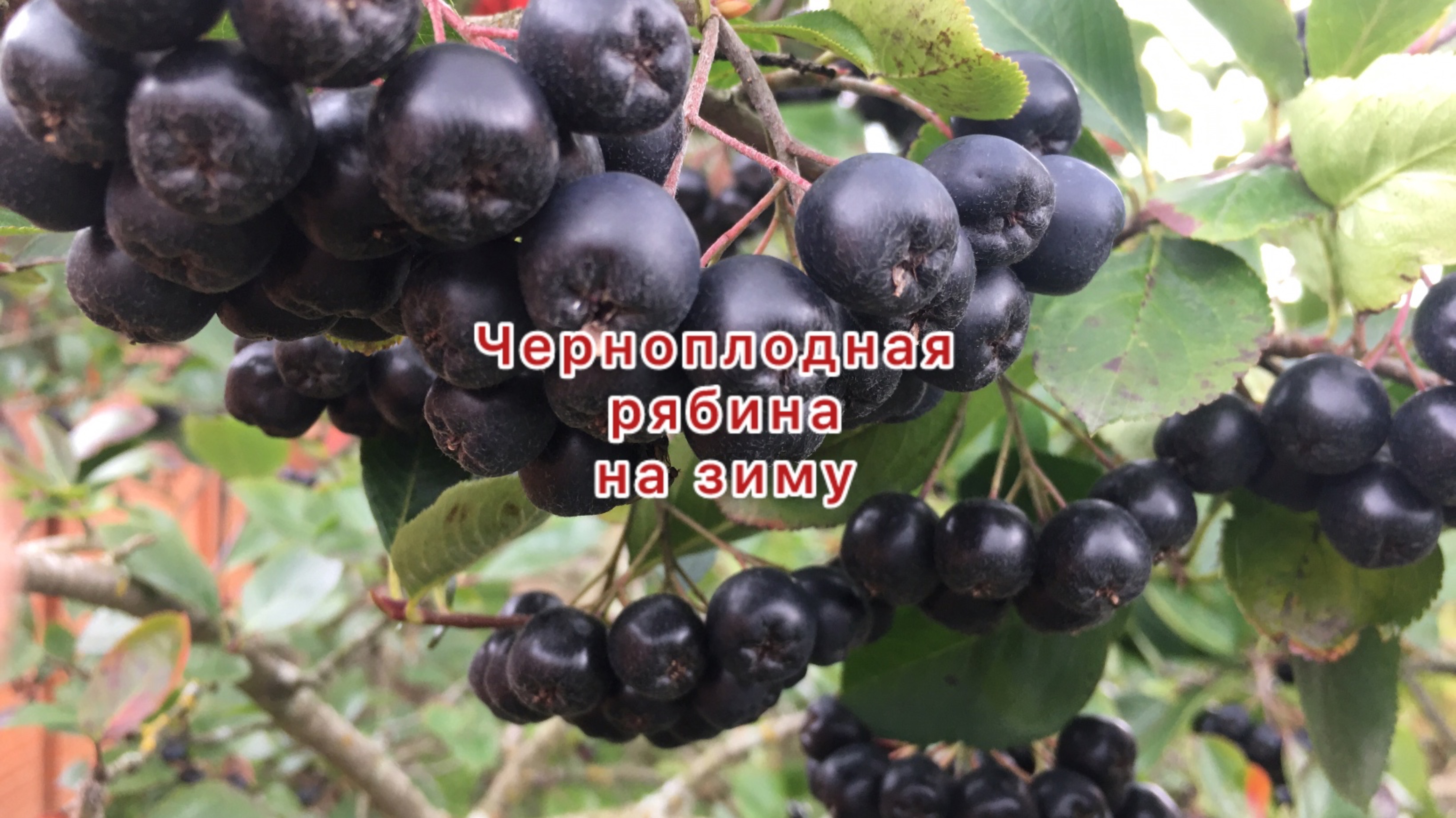 Заготовка черноплодной рябины на зиму быстро вкусно полезно