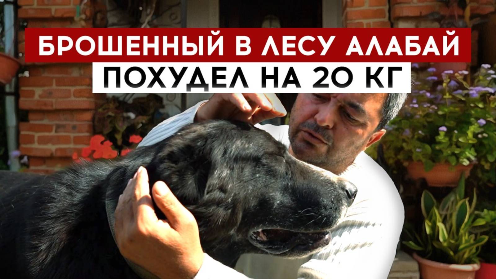 Брошенный в лесу алабай похудел на 20 кг