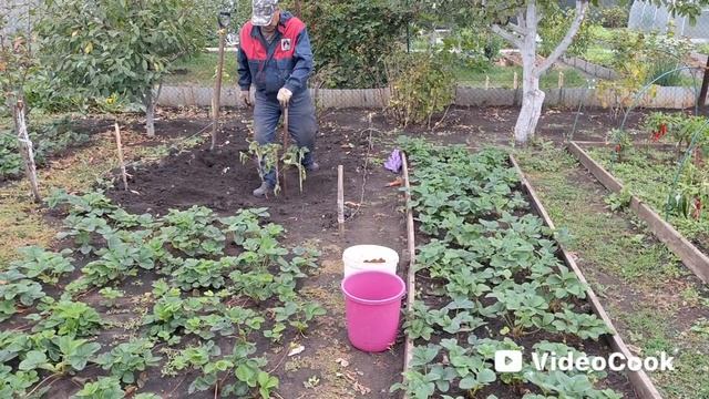 Vlog/105/Третий подарок Иванычу/ Купили саженцы/ Обжигаем садж/ Приехал помощник..
