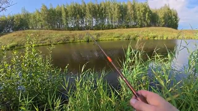 НА ЭТУ ПРИМАНКУ КЛЮЁТ С РАННЕЙ ВЕСНЫ ДО ПОЗДНЕЙ ОСЕНИ! Рыбалка в заросшем прудике.