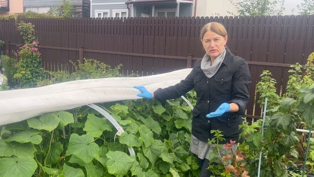 Огуречная грядка 30 августа.