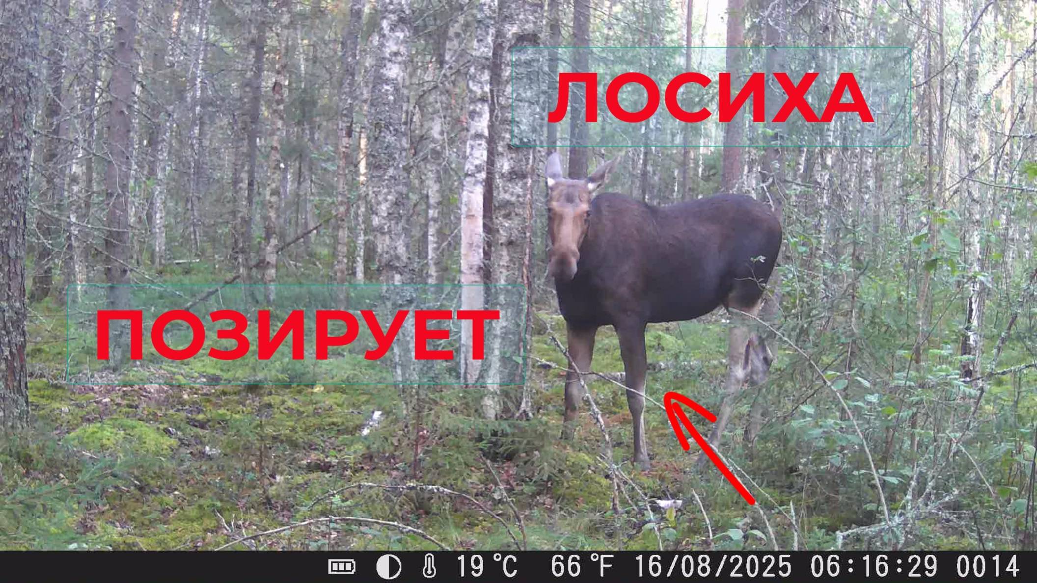 Кто Приходил на Приваду и Попался в Фотоловушку