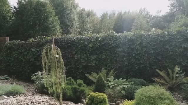 Сад в начале сентября! Гортензии! Хвойные растения и не только!