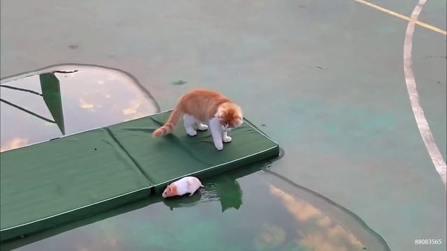 Смешные животные, часть 23