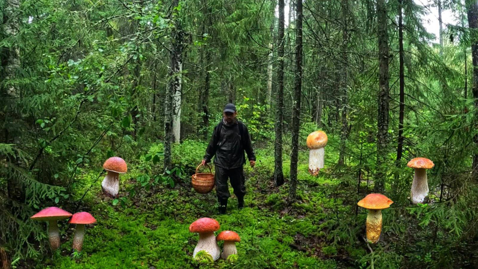 ПРОСТО ОТПАД! ГРИБНИК ЗАБРЕЛ В ЗЕЛЕНЫЙ МОХ И ОБОМЛЕЛ | ТУТ ГРИБОВ НЕМЕРЕНО! БЛАГОРОДНЫЕ ГРИБЫ 2025