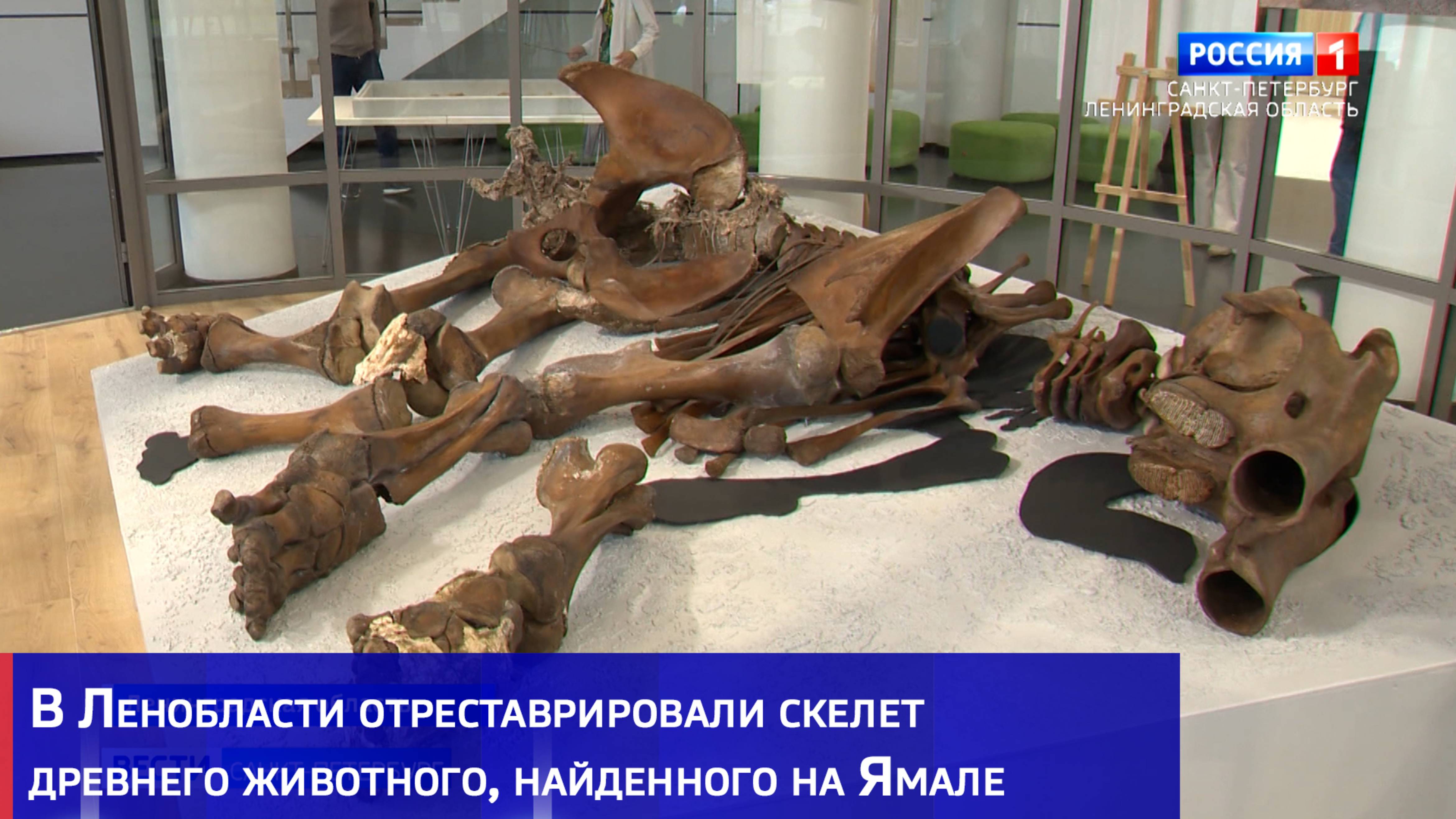 В Ленобласти отреставрировали скелет древнего животного, найденного на Ямале