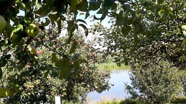 Яблоневый сад (Тамбовская область)