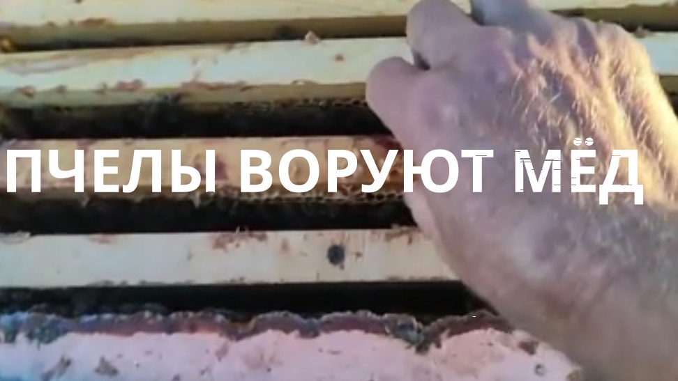 1сентября 25 года.Пчелы воруют мёд.