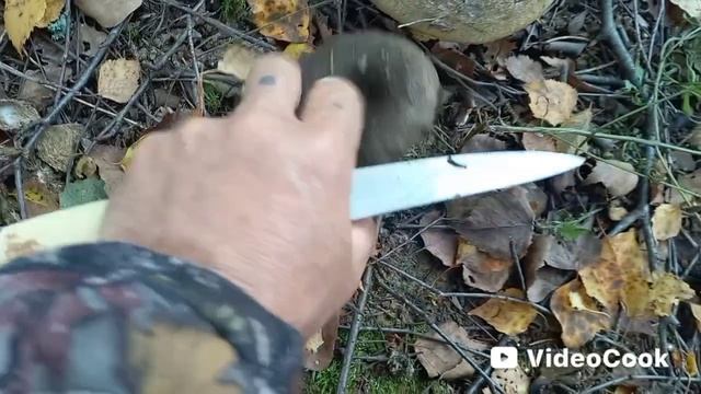 Чёрный груздь и осенние опята! Изобилие 2.09.2025 г.