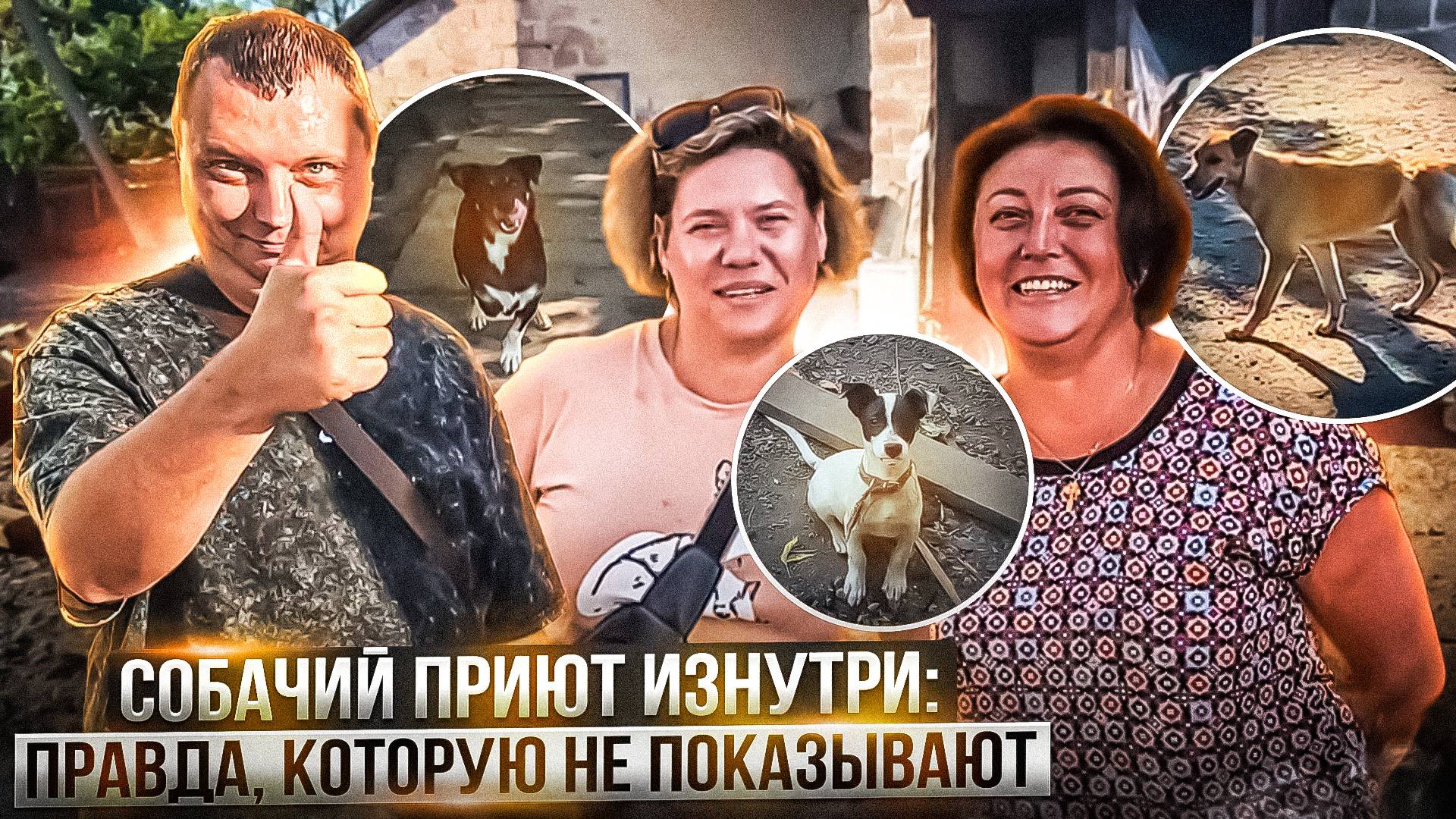 Собачий приют изнутри: Правда, которую не показывают