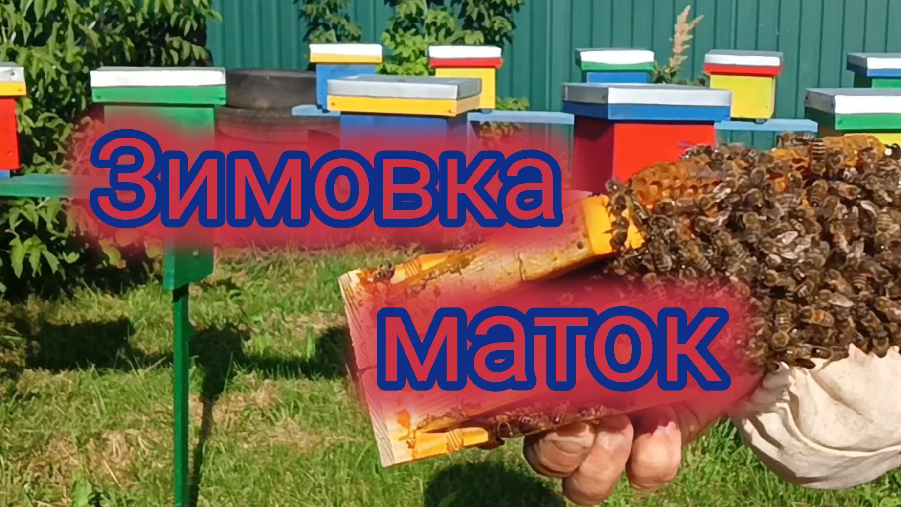 Зимовка маток