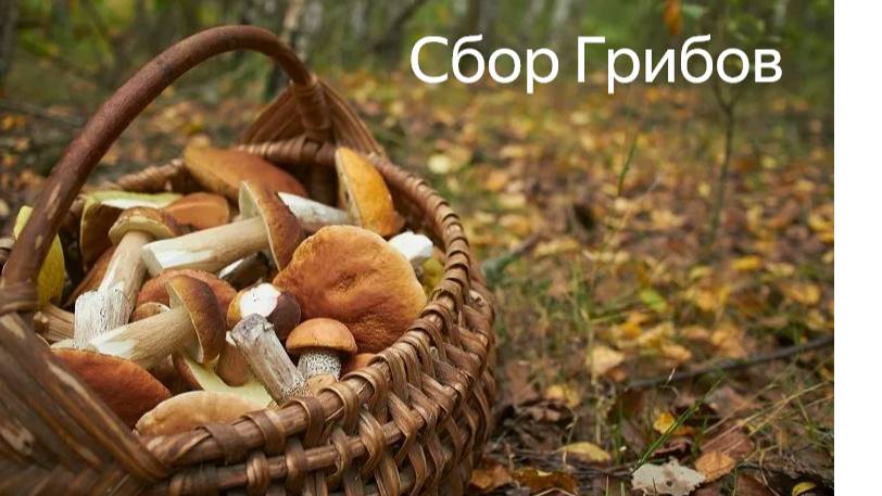 Щедрый урожай: белые, лисички, сыроежки, чернушки. 2 сентября.