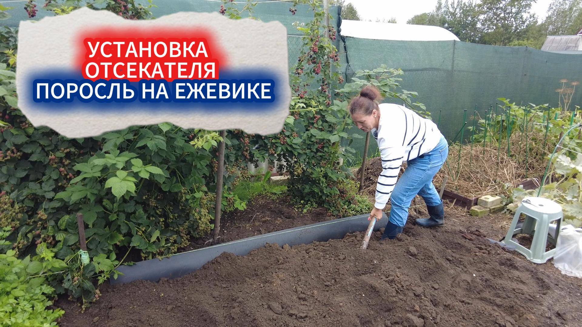 ПОРОСЛЬ ЕЖЕВИКИ РАЗБЕЖАЛАСЬ ПО УЧАСТКУ - КАК ИЗБАВИТЬСЯ ОТ ПОРОСЛЕЙ НАВСЕГДА БЕЗ ДЕДОВСКОГО ШИФЕРА