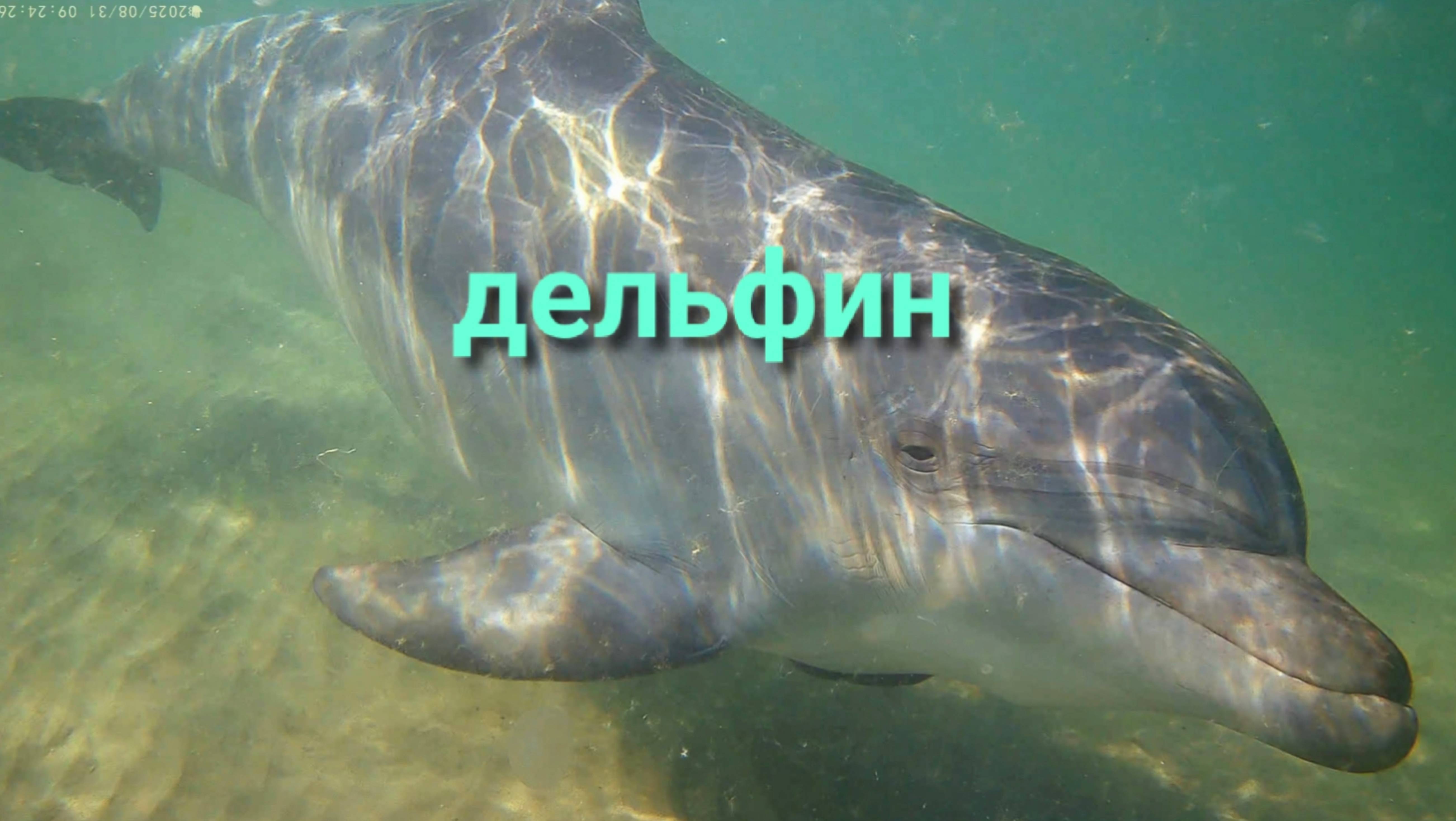 Анапа Дельфин
