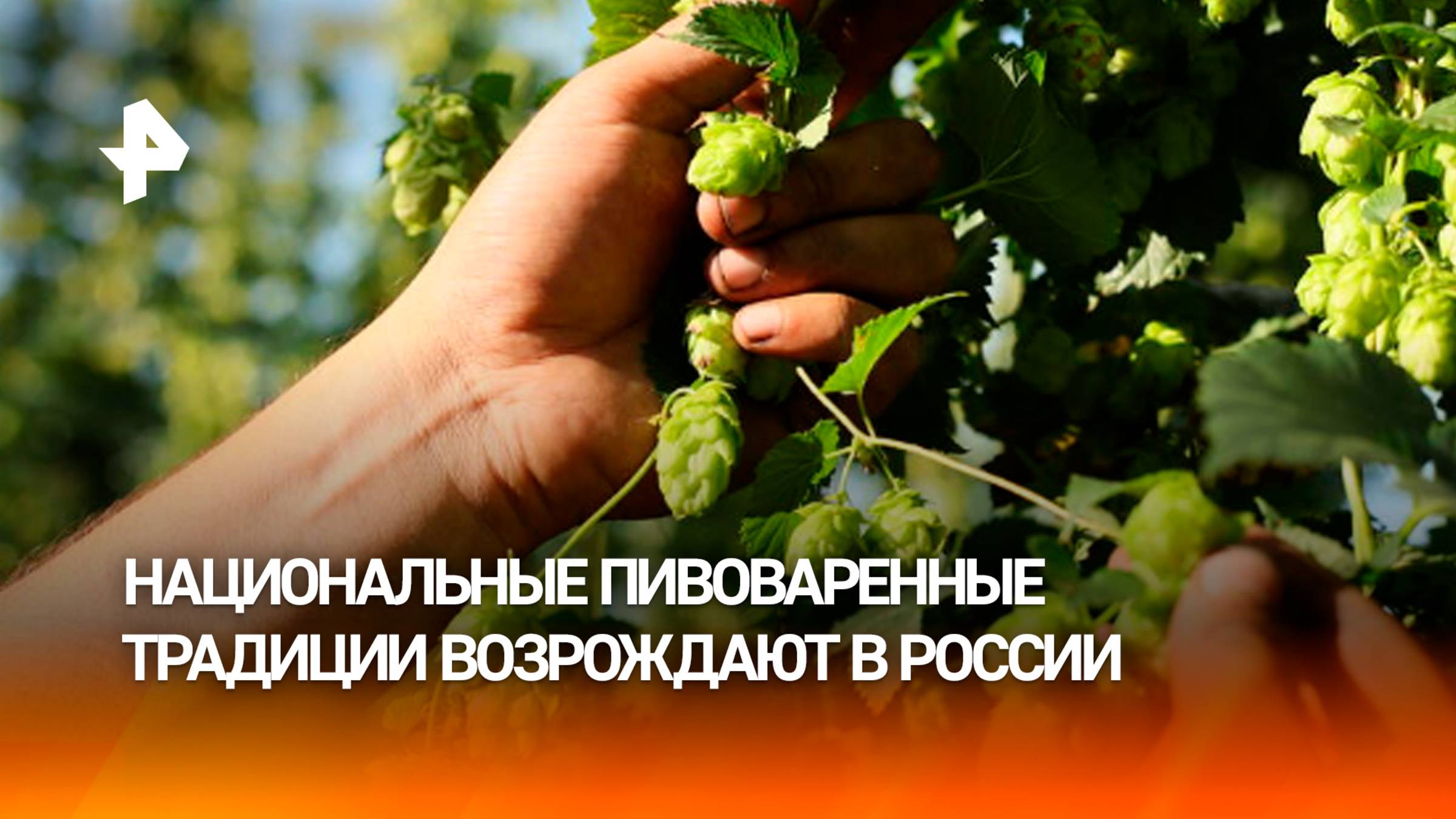 Палитра новых вкусов: в России возрождают национальные пивоваренные традиции