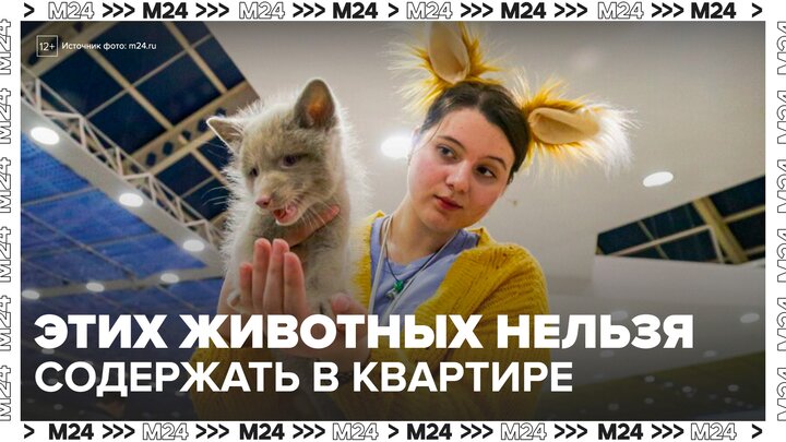 В России запретили содержать дома 33 вида животных - Москва 24