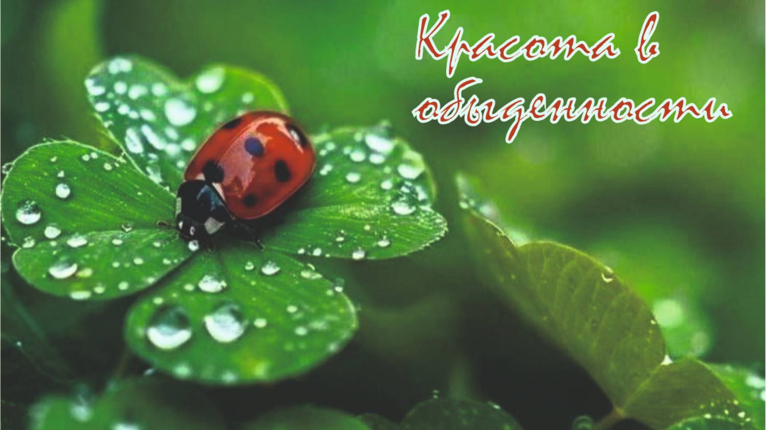Красота в обыденности. Выпуск 1